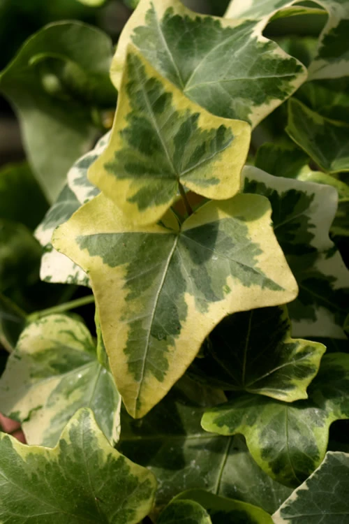Gold Child Ivy (Hedera Helix) - 5 Pack Of Pint Pots 5 Gold Child Ivy (Hedera Helix) - 5 Pack Of Pint Pots - Image 5