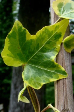 Gold Child Ivy (Hedera Helix) - 6 Pack Of Pint Pots -Wilson Bros Gardens Ivy Gold Child 4 3