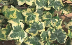 Golden Ingot Ivy - Hedera Helix - 3 Pack Of Pint Pots -Wilson Bros Gardens Ivy Golden Ingot