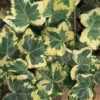 Golden Ingot Ivy - Hedera Helix - 3 Pack Of Pint Pots