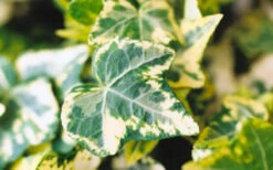 Golden Ingot Ivy - Hedera Helix - 3 Pack Of Pint Pots -Wilson Bros Gardens Ivy Golden Ingot Closeup