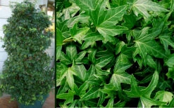 Needlepoint Ivy(Hedera Helix) - 8 Pack Of 2.5" Pots -Wilson Bros Gardens Ivy Needlepoint Combo 1