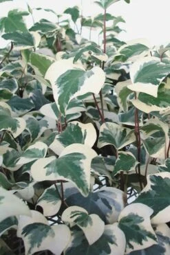 Variegated Algerian Ivy (Hedera Algeriensis 'Gloire De Marengo') - 6 Pack Of Pint Pots 10 Variegated Algerian Ivy (Hedera Algeriensis 'Gloire De Marengo') - 6 Pack Of Pint Pots -Wilson Bros Gardens Ivy Variegated Algerian 500x750 2