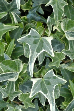 Variegated Needlepoint Ivy(Hedera Helix) - 10 Pack Of Pint Pots