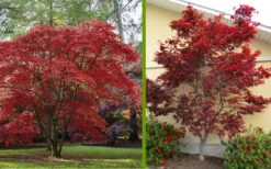 Emperor 1 Japanese Maple - 5 Gallon Pot (4'-5') -Wilson Bros Gardens Japanese Maple 2 1