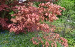 Amber Ghost Japanese Maple - 1 Gallon Pot -Wilson Bros Gardens Japanese Maple Amber Ghost 6 2