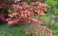 Amber Ghost Japanese Maple - 3 Gallon Pot -Wilson Bros Gardens Japanese Maple Amber Ghost 6