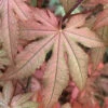 Amber Ghost Japanese Maple - 3 Gallon Pot
