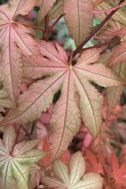 Amber Ghost Japanese Maple - 1 Gallon Pot