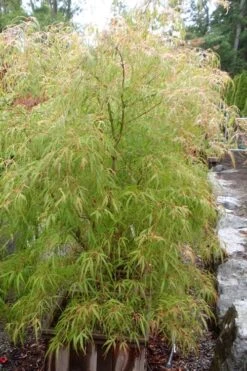 Aoyagi Gawa Strapleaf Japanese Maple - 1 Gallon Pot 7 Aoyagi Gawa Strapleaf Japanese Maple - 1 Gallon Pot -Wilson Bros Gardens Japanese Maple Aoyagi Gawa 1