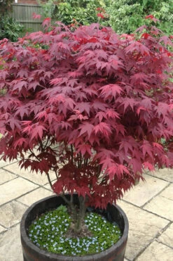 Red Japanese Maple - Acer Palmatum 'Atropurpureum' - 1 Gallon Pot
