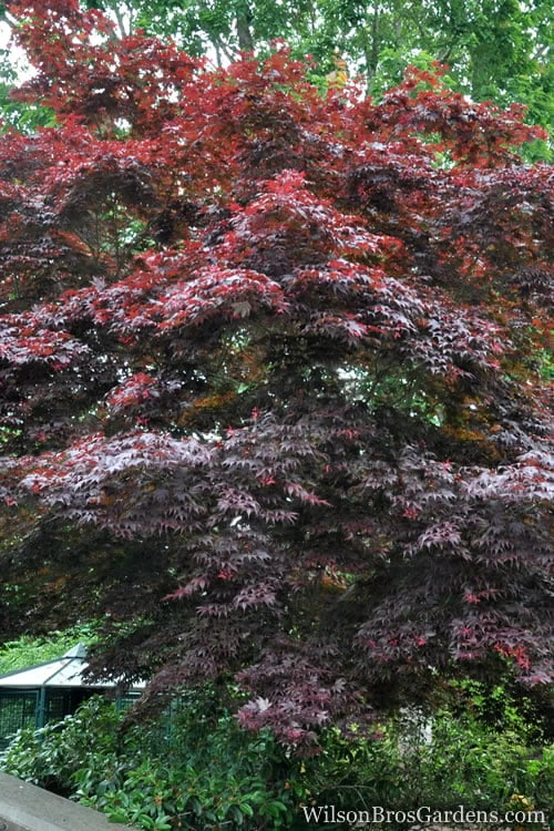 Red Japanese Maple - Acer Palmatum 'Atropurpureum' - 1 Gallon Pot 4 Red Japanese Maple - Acer Palmatum 'Atropurpureum' - 1 Gallon Pot - Image 4