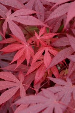 Red Japanese Maple - Acer Palmatum 'Atropurpureum' - 1 Gallon Pot 13 Red Japanese Maple - Acer Palmatum 'Atropurpureum' - 1 Gallon Pot -Wilson Bros Gardens Japanese Maple Atropurpureum 4