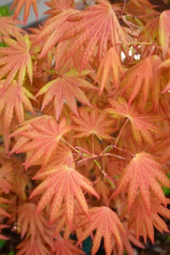Autumn Moon Japanese Maple - 3 Gallon Pot (2-2.5')