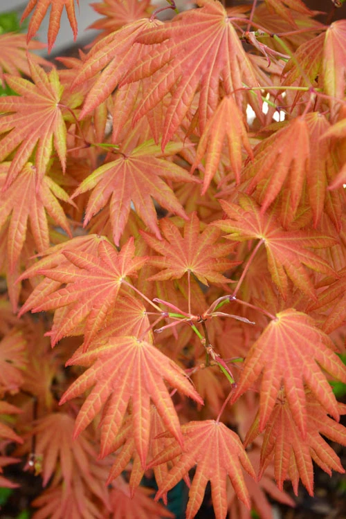 Autumn Moon Japanese Maple - 3 Gallon Pot (2.5 To 3') 1 Autumn Moon Japanese Maple - 3 Gallon Pot (2.5 To 3')