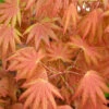 Autumn Moon Japanese Maple - 2.5 Quart Pot