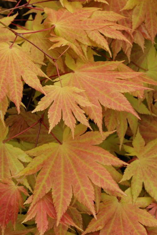 Autumn Moon Japanese Maple - 3 Gallon Pot (2.5 To 3') 4 Autumn Moon Japanese Maple - 3 Gallon Pot (2.5 To 3') - Image 4