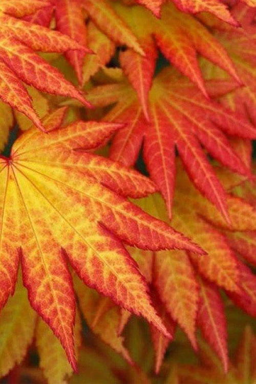 Autumn Moon Japanese Maple - 7 Gallon Pot 5 Autumn Moon Japanese Maple - 7 Gallon Pot - Image 5