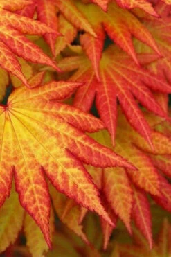 Autumn Moon Japanese Maple - 2.5 Quart Pot 11 Autumn Moon Japanese Maple - 2.5 Quart Pot -Wilson Bros Gardens Japanese Maple Autumn Moon 4 7