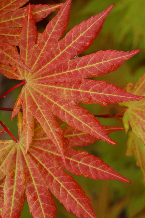 Autumn Moon Japanese Maple - 3 Gallon Pot (2-2.5') 6 Autumn Moon Japanese Maple - 3 Gallon Pot (2-2.5') - Image 6