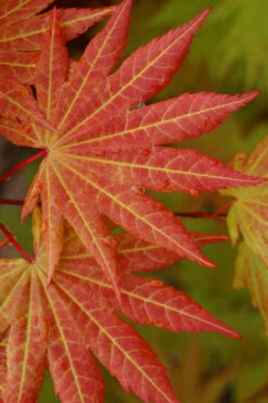 Autumn Moon Japanese Maple - 3 Gallon Pot (2.5 To 3') 12 Autumn Moon Japanese Maple - 3 Gallon Pot (2.5 To 3') -Wilson Bros Gardens Japanese Maple Autumn Moon 5 6