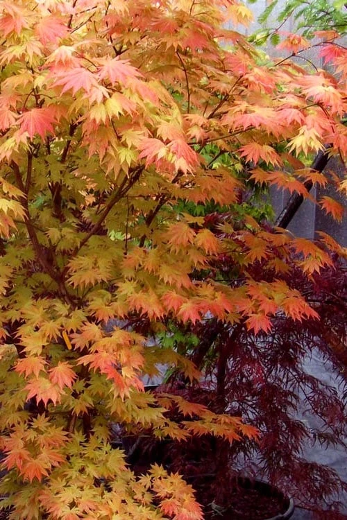 Autumn Moon Japanese Maple - 3 Gallon Pot (2.5 To 3.5') 7 Autumn Moon Japanese Maple - 3 Gallon Pot (2.5 To 3.5') - Image 7