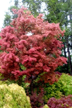 Beni Fushigi Japanese Maple - 1 Gallon Pot 12 Beni Fushigi Japanese Maple - 1 Gallon Pot -Wilson Bros Gardens Japanese Maple Beni Fushigi 1