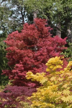 Beni Fushigi Japanese Maple - 1 Gallon Pot 13 Beni Fushigi Japanese Maple - 1 Gallon Pot -Wilson Bros Gardens Japanese Maple Beni Fushigi 2