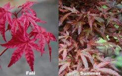 Beni Fushigi Japanese Maple - 1 Gallon Pot 11 Beni Fushigi Japanese Maple - 1 Gallon Pot -Wilson Bros Gardens Japanese Maple Beni Fushigi 5