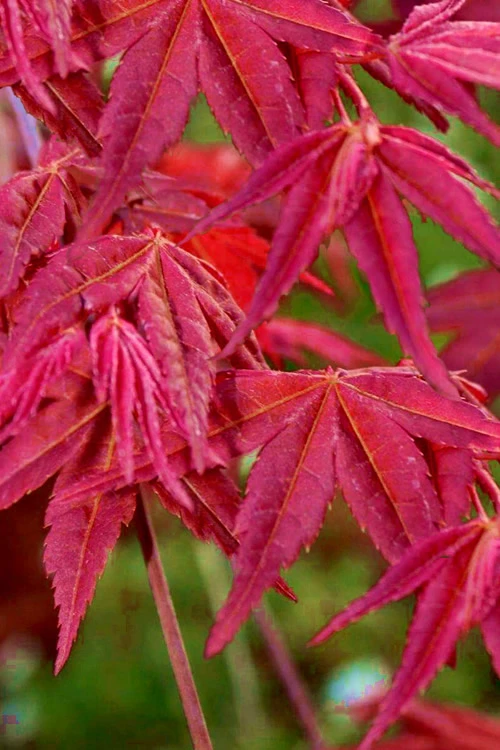 Beni Fushigi Japanese Maple - 1 Gallon Pot 1 Beni Fushigi Japanese Maple - 1 Gallon Pot