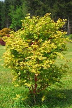 Beni Kawa Coral Bark Japanese Maple - 3 Gallon Pot 9 Beni Kawa Coral Bark Japanese Maple - 3 Gallon Pot -Wilson Bros Gardens Japanese Maple Beni Kawa 1 2