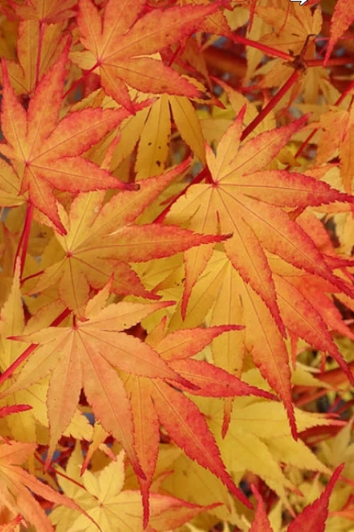 Beni Kawa Coral Bark Japanese Maple - 3 Gallon Pot 4 Beni Kawa Coral Bark Japanese Maple - 3 Gallon Pot - Image 4