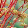 Beni Kawa Coral Bark Japanese Maple - 1 Gallon Pot