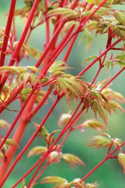 Beni Kawa Coral Bark Japanese Maple - 1 Gallon Pot