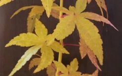 Bihou Yellow Bark Japanese Maple - 3 Gallon Pot 9 Bihou Yellow Bark Japanese Maple - 3 Gallon Pot -Wilson Bros Gardens Japanese Maple Bihou Yellow Bark 2