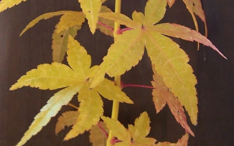 Bihou Yellow Bark Japanese Maple - 3 Gallon Pot 4 Bihou Yellow Bark Japanese Maple - 3 Gallon Pot - Image 4