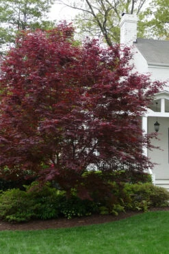 Bloodgood Red Leaf Japanese Maple - 5 Gallon Pot (3-4') -Wilson Bros Gardens Japanese Maple Boodgood 20 2