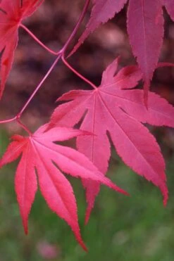 Bloodgood Red Leaf Japanese Maple - 7 Gallon Pot (4-5') -Wilson Bros Gardens Japanese Maple Boodgood 22 7