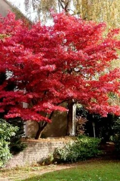 Bloodgood Red Leaf Japanese Maple - 7 Gallon Pot (4-5') -Wilson Bros Gardens Japanese Maple Boodgood 23 7