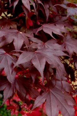 Bloodgood Red Leaf Japanese Maple - 3 Gallon Pot -Wilson Bros Gardens Japanese Maple Boodgood 24 5