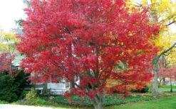 Burgundy Lace Japanese Maple - 5 Gallon Pot -Wilson Bros Gardens Japanese Maple Burgundy Lace 1
