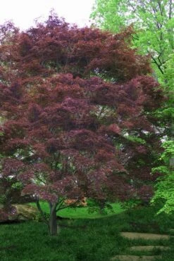 Burgundy Lace Japanese Maple - 2 Gallon Pot -Wilson Bros Gardens Japanese Maple Burgundy Lace 4 1