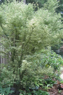 Butterfly Japanese Maple - 2 Gallon Pot -Wilson Bros Gardens Japanese Maple Butterfly 5