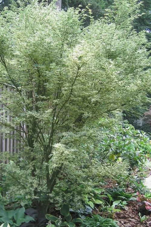 Orido Nishiki Pink Variegated Japanese Maple - 5 Gallon Pot 6 Orido Nishiki Pink Variegated Japanese Maple - 5 Gallon Pot - Image 6