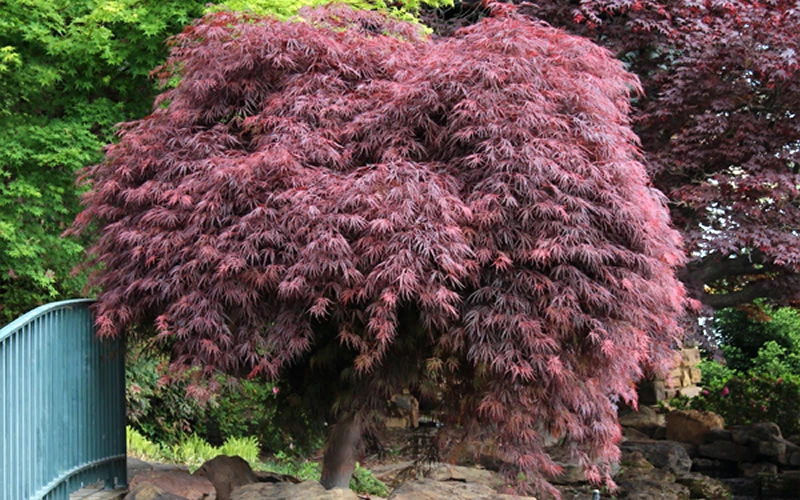 Crimson Queen Dwarf Japanese Maple (High Graft Tree Form) - 5 Gallon Pot 7 Crimson Queen Dwarf Japanese Maple (High Graft Tree Form) - 5 Gallon Pot - Image 7