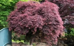Crimson Queen Dwarf Japanese Maple (High Graft Tree Form) - 1 Gallon Pot -Wilson Bros Gardens Japanese Maple Crimson Queen 22 4