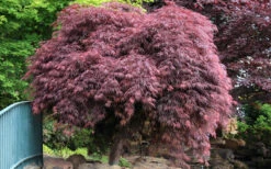 Crimson Queen Dwarf Japanese Maple (High Graft Tree Form) - 1 Gallon Pot (2-2.5') 13 Crimson Queen Dwarf Japanese Maple (High Graft Tree Form) - 1 Gallon Pot (2-2.5') -Wilson Bros Gardens Japanese Maple Crimson Queen 22 6