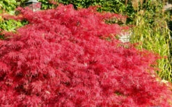 Crimson Queen Dwarf Japanese Maple - 5 Gallon Pot -Wilson Bros Gardens Japanese Maple Crimson Queen 51 8