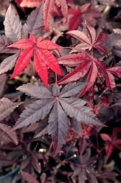 Emperor 1 Japanese Maple - 5 Gallon Pot (5-6') 9 Emperor 1 Japanese Maple - 5 Gallon Pot (5-6') -Wilson Bros Gardens Japanese Maple Emperor 1 500x750 7