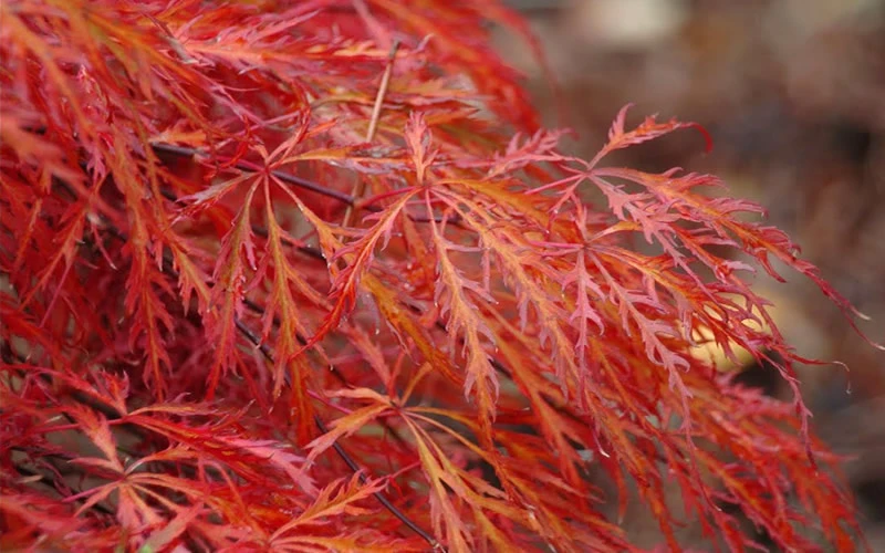 Firefall Lace Leaf Japanese Maple - 5 Gallon Pot 5 Firefall Lace Leaf Japanese Maple - 5 Gallon Pot - Image 5